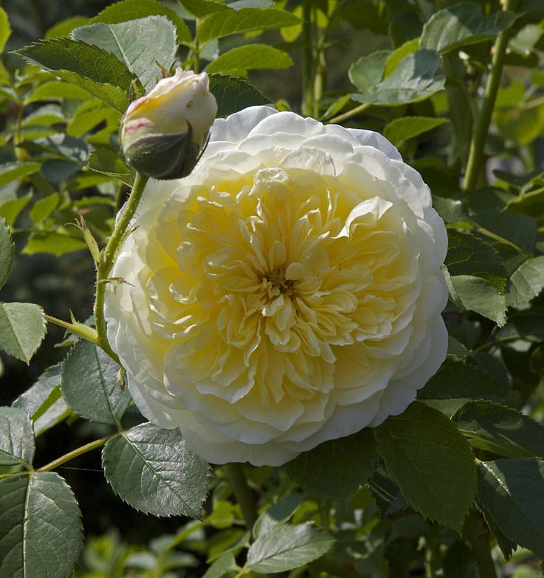 Photo of Rose (Rosa 'The Pilgrim') uploaded by Mike