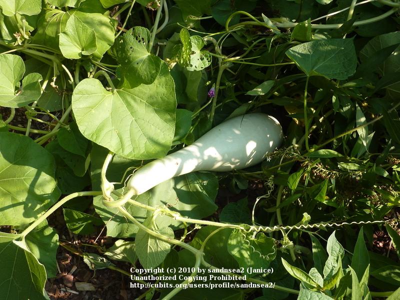 Photo of Hard-shelled Gourd (Lagenaria siceraria 'Birdhouse') uploaded by sandnsea2