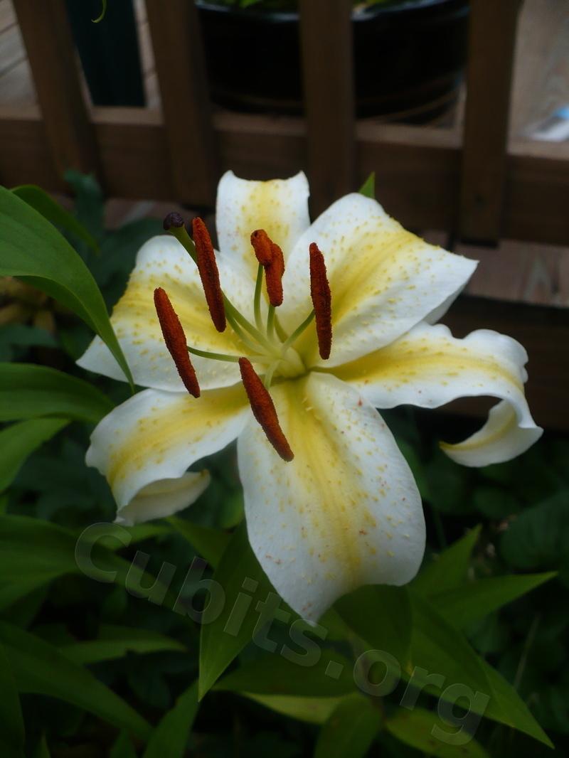 Photo of Lily (Lilium 'Time Out') uploaded by magnolialover