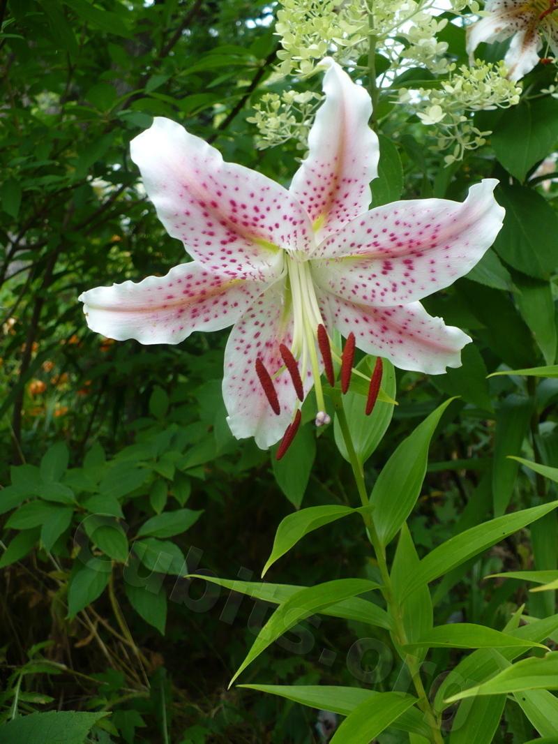 Photo of Lily (Lilium 'Spotted Dove') uploaded by magnolialover
