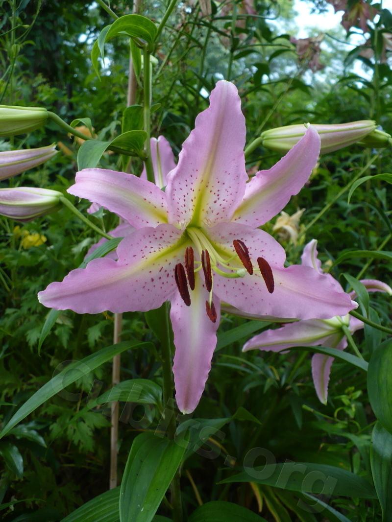 Photo of Oriental Lily (Lilium 'Sigma') uploaded by magnolialover