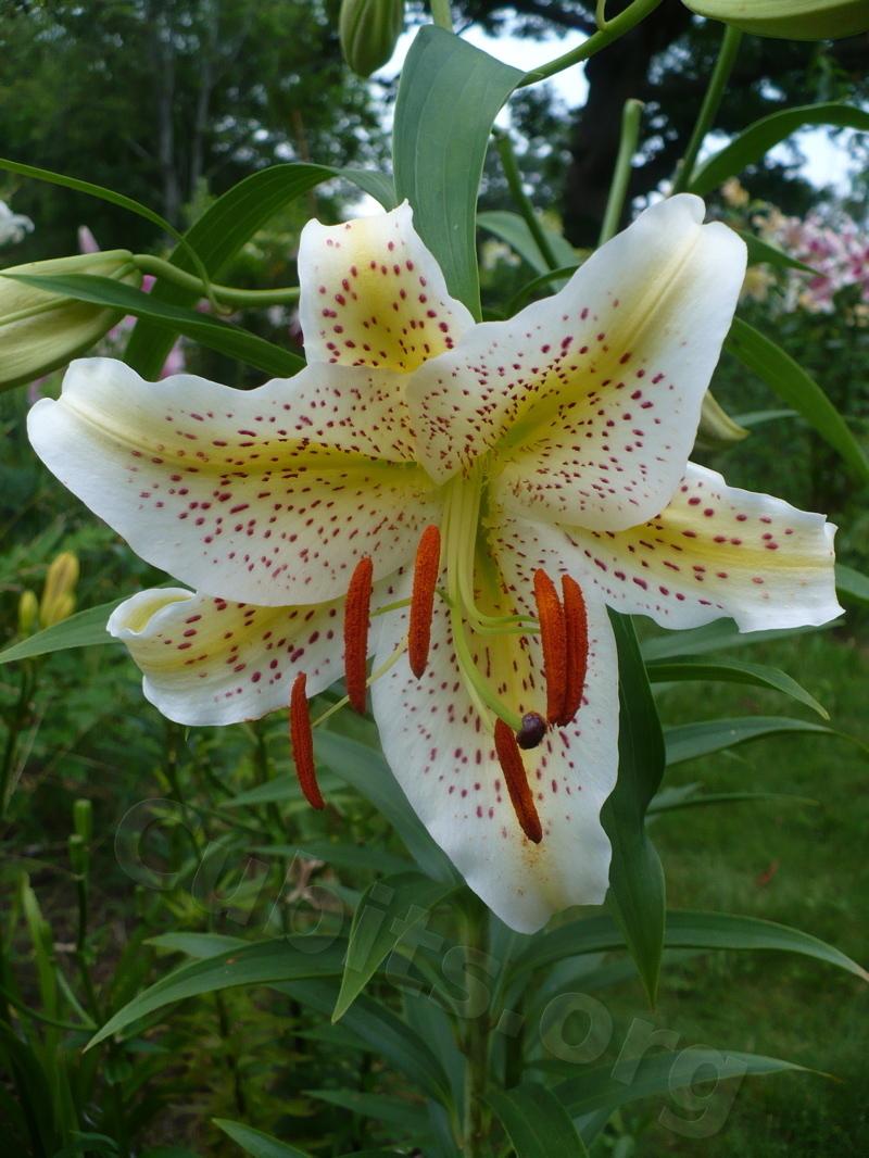 Photo of Lily (Lilium 'Sugar Devil') uploaded by magnolialover