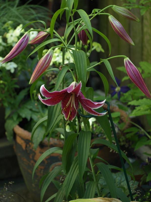 Photo of Lily (Lilium 'Sumatra') uploaded by wickerparker