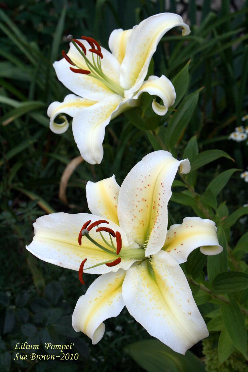 Photo of Lily (Lilium 'Pompei') uploaded by Calif_Sue