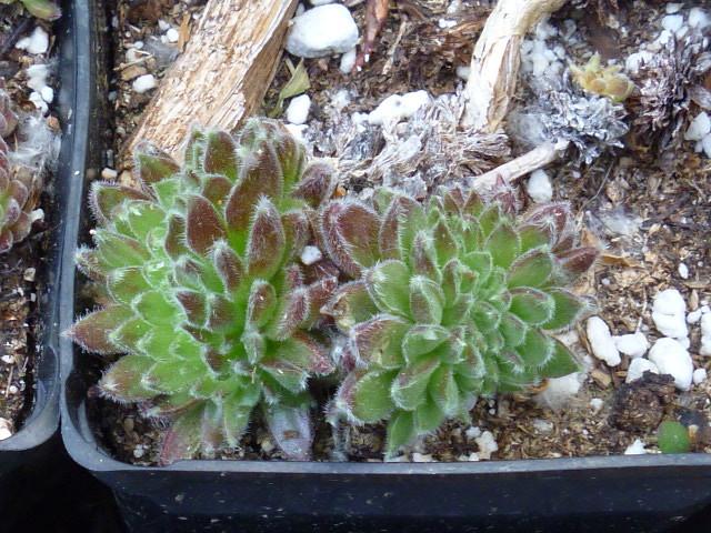 Photo of Hen and Chicks (Sempervivum 'Whirl-i-gig') uploaded by BlueFox