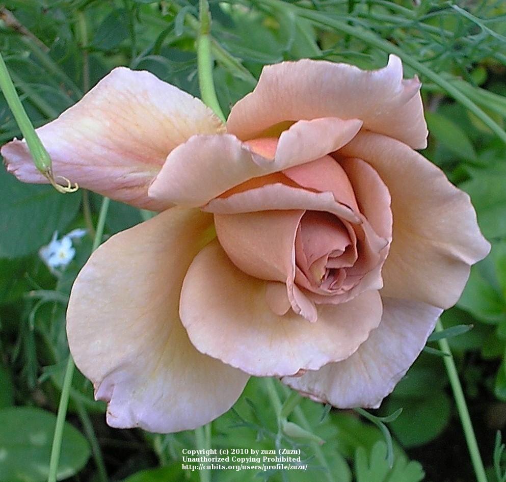 Photo of Rose (Rosa 'Julia's Rose') uploaded by zuzu