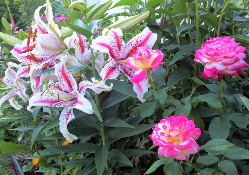 Photo of Oriental Lily (Lilium 'Dizzy') uploaded by Tex68