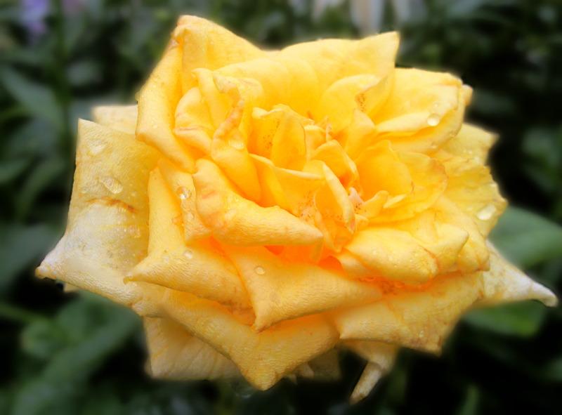 Photo of Rose (Rosa 'Oregold') uploaded by Tex68