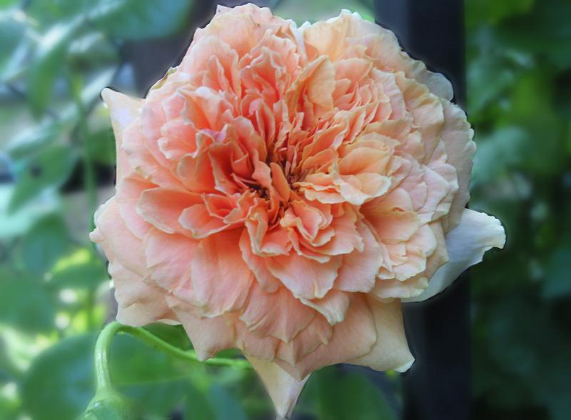 Photo of Rose (Rosa 'Royal Sunset') uploaded by Tex68