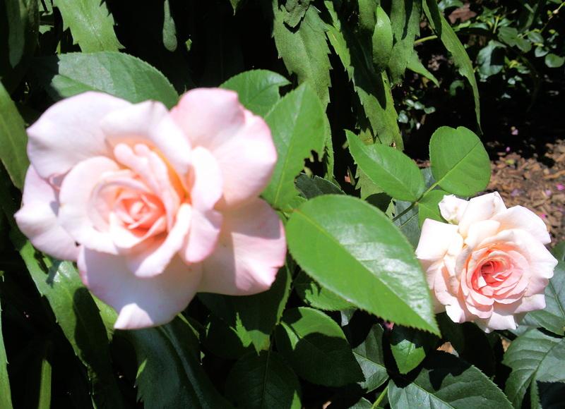 Photo of Rose (Rosa 'April in Paris') uploaded by Tex68