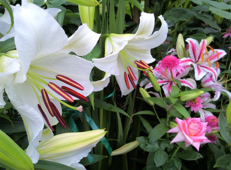 Photo of Oriental Lily (Lilium 'Casa Blanca') uploaded by Tex68