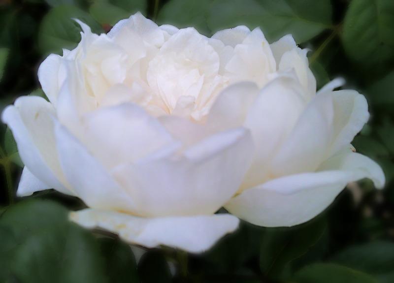 Photo of Rose (Rosa 'The Generous Gardener') uploaded by Tex68