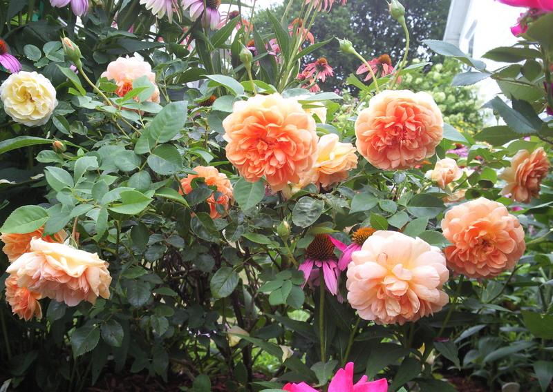 Photo of English Shrub Rose (Rosa 'Pat Austin') uploaded by Tex68