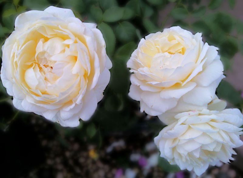 Photo of English Shrub Rose (Rosa 'Charlotte') uploaded by Tex68