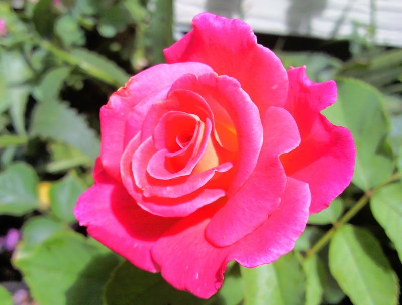 Photo of Rose (Rosa 'Granada') uploaded by Tex68