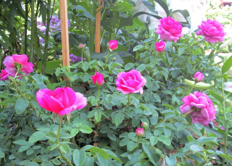 Photo of English Shrub Rose (Rosa 'The Dark Lady') uploaded by Tex68