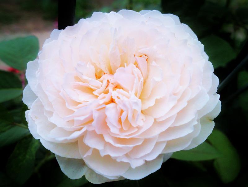 Photo of Rose (Rosa 'Winchester Cathedral') uploaded by Tex68