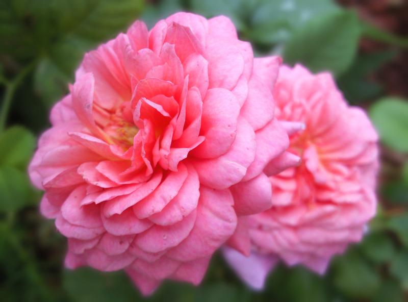 Photo of Rose (Rosa 'Christopher Marlowe') uploaded by Tex68