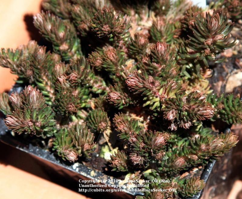 Photo of Stonecrop (Sedum polytrichoides 'Chocolate Ball') uploaded by floraSeeker_OR