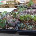 Propagation of Tender Succulents
