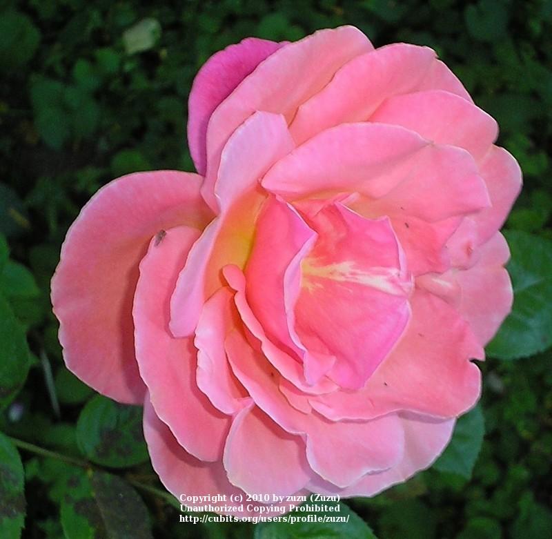 Photo of Rose (Rosa 'Royal Dane') uploaded by zuzu