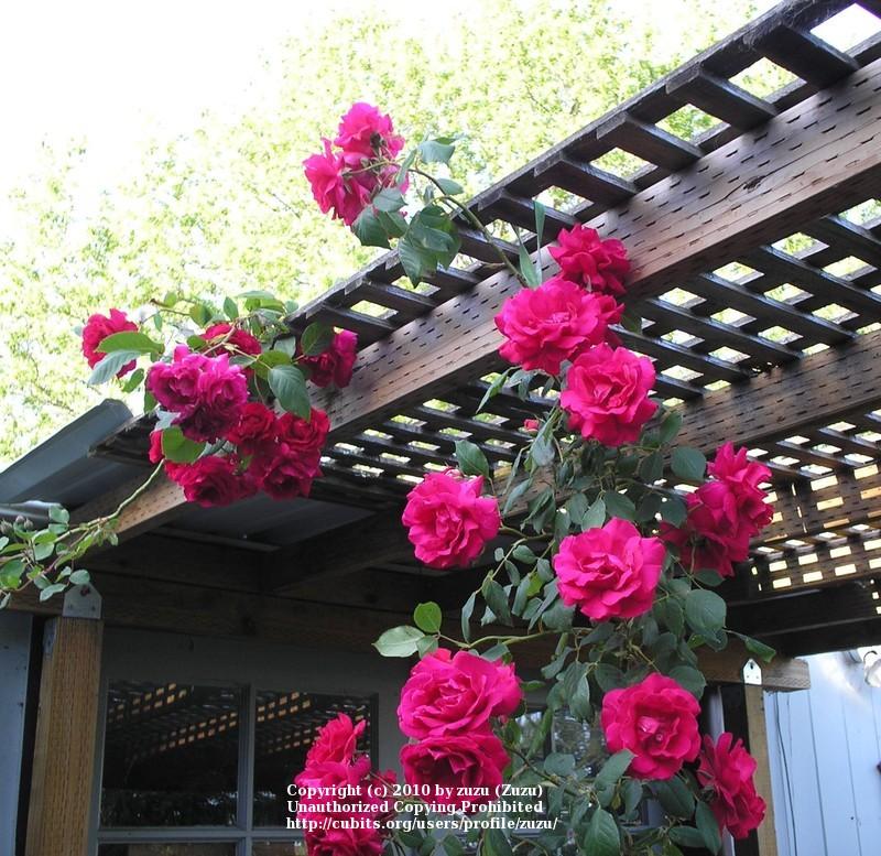 Photo of Rose (Rosa 'Blaze') uploaded by zuzu