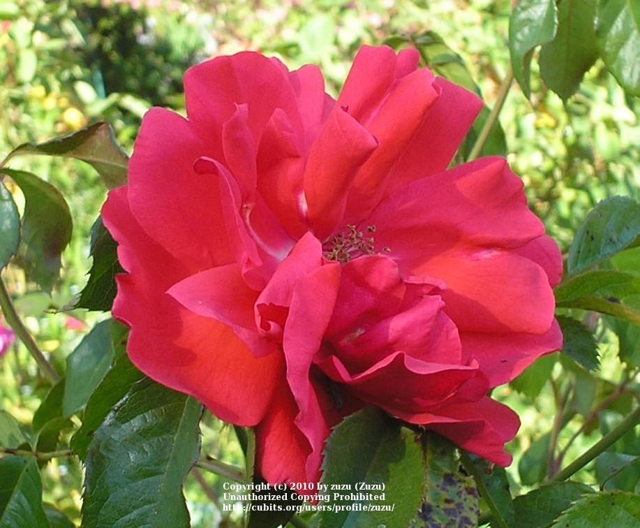 Photo of Rose (Rosa 'Blaze of Glory') uploaded by zuzu