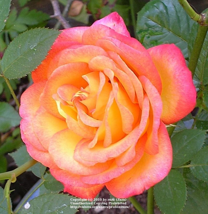 Photo of Rose (Rosa 'Chivalry') uploaded by zuzu