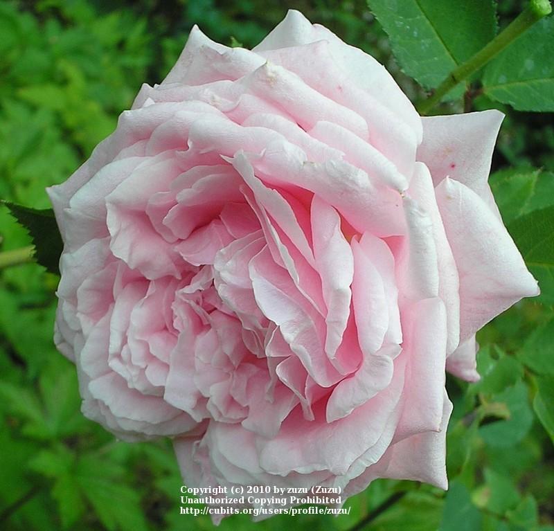 Photo of Rose (Rosa 'Belinda's Dream') uploaded by zuzu