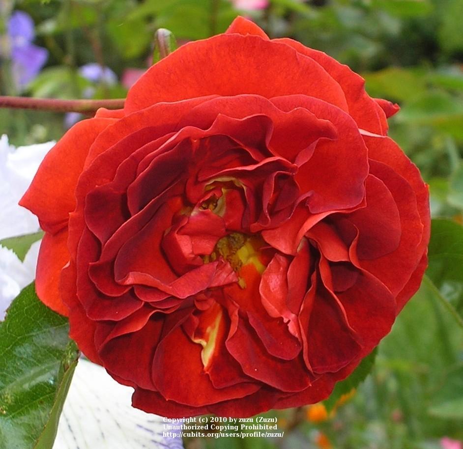 Photo of Rose (Rosa 'Brown Velvet') uploaded by zuzu