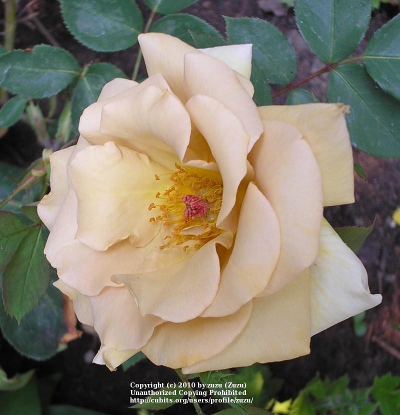 Photo of Rose (Rosa 'Butterscotch') uploaded by zuzu
