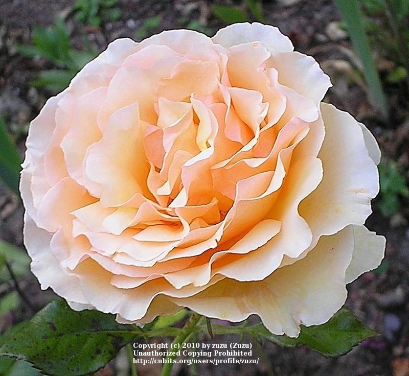 Photo of Rose (Rosa 'Camisole') uploaded by zuzu