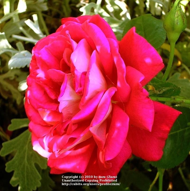 Photo of Rose (Rosa 'Caramba') uploaded by zuzu
