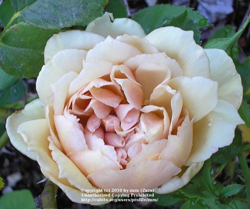 Photo of Floribunda Rose (Rosa 'Cafe') uploaded by zuzu
