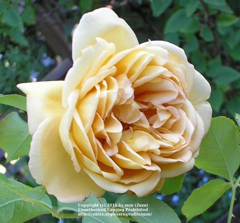 Photo of Floribunda Rose (Rosa 'Cafe') uploaded by zuzu