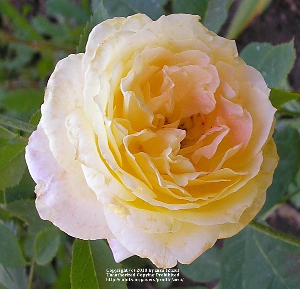 Photo of Rose (Rosa 'Beryl Bach') uploaded by zuzu