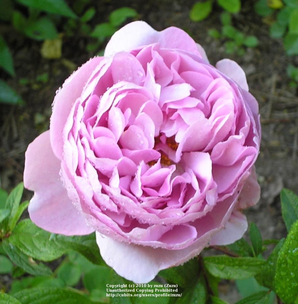 Photo of Rose (Rosa 'Charles Rennie Mackintosh') uploaded by zuzu