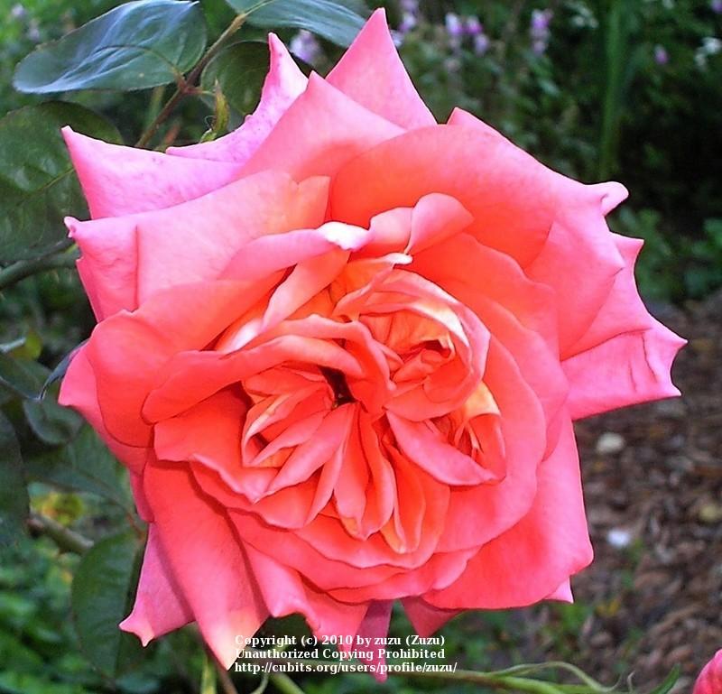 Photo of Rose (Rosa 'Cary Grant') uploaded by zuzu