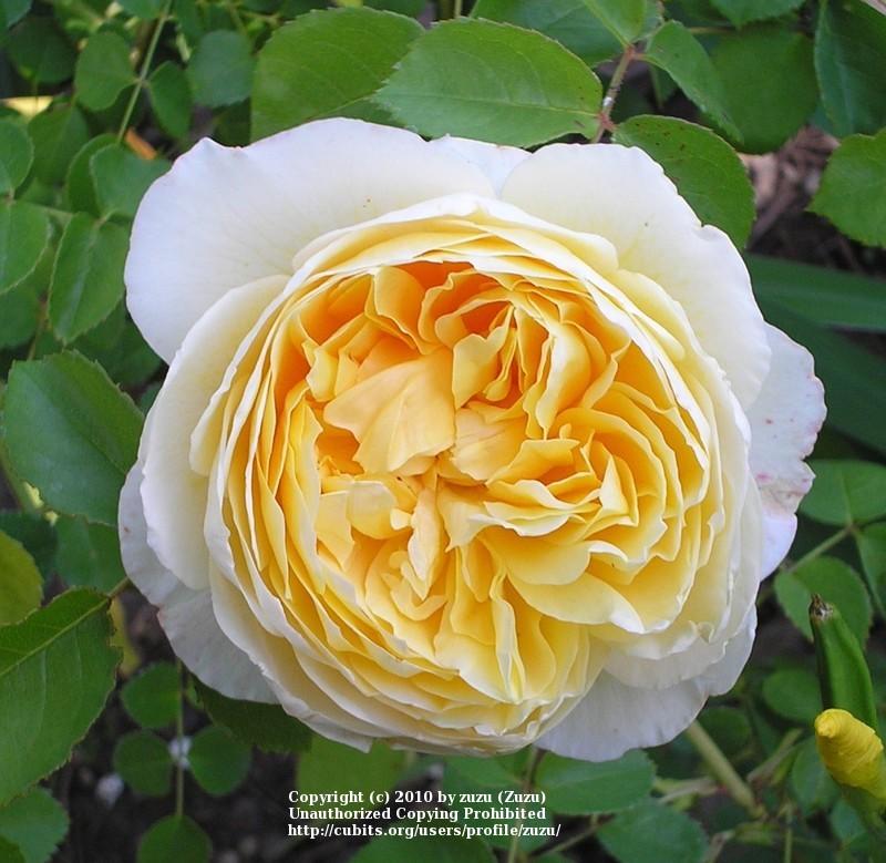 Photo of English Shrub Rose (Rosa 'Charlotte') uploaded by zuzu