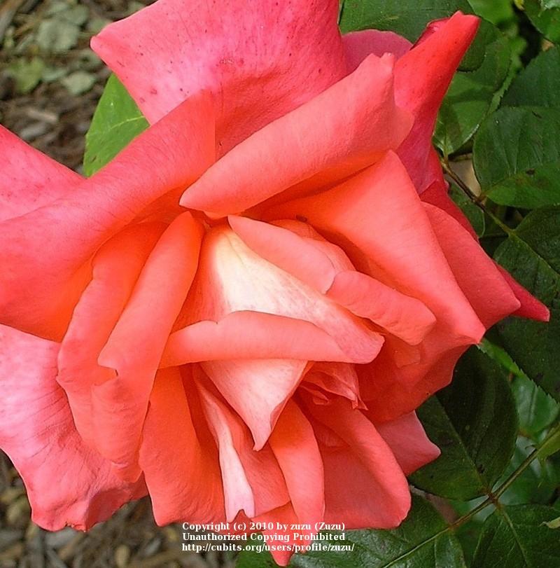 Photo of Rose (Rosa 'Cary Grant') uploaded by zuzu