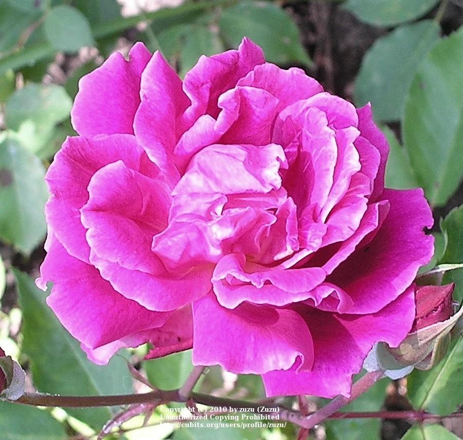 Photo of Rose (Rosa 'Carnation') uploaded by zuzu
