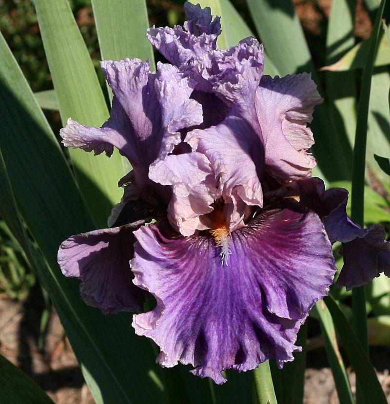 Photo of Tall Bearded Iris (Iris 'Enchanter') uploaded by MShadow
