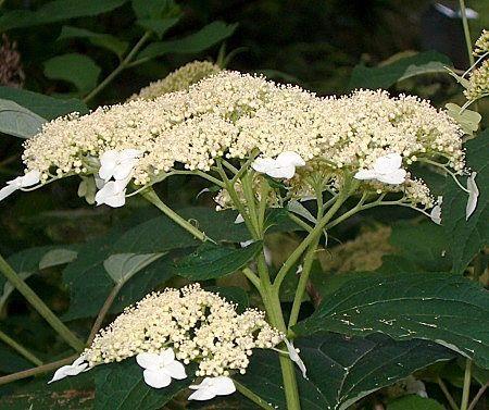Photo of Smooth Hydrangea (Hydrangea arborescens White Dome®) uploaded by PollyK