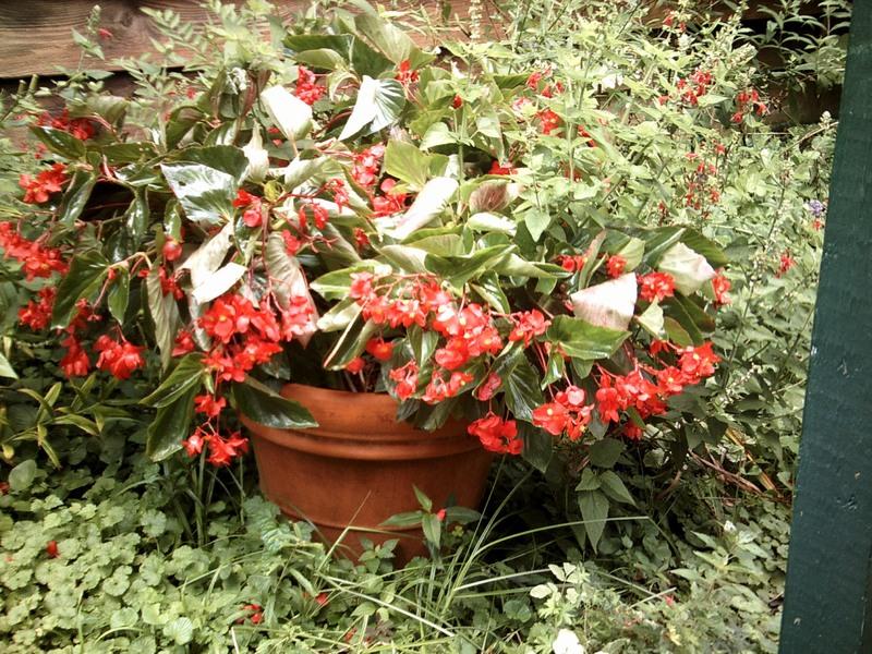 Photo of Dragon Wing Begonia (Begonia Dragon Wing® Red) uploaded by gardenersdetective