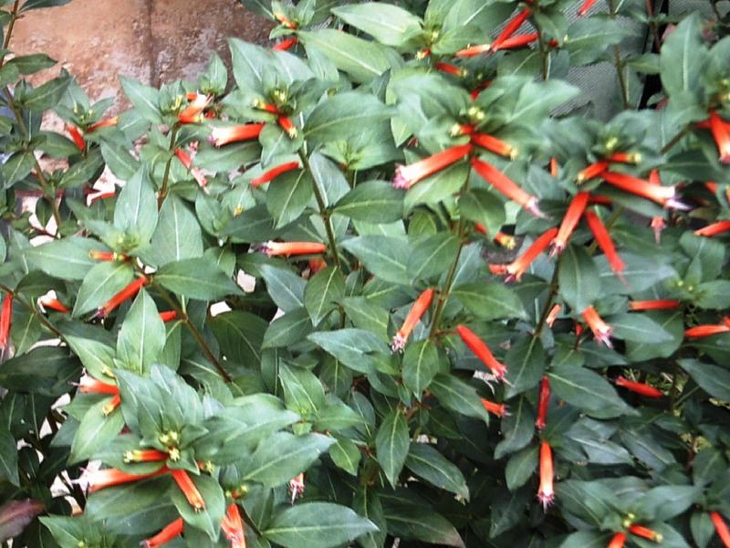 Photo of Firecracker Plant (Cuphea 'David Verity') uploaded by gardenersdetective