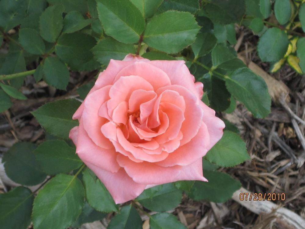 Photo of Rose (Rosa 'Sonia') uploaded by Skiekitty