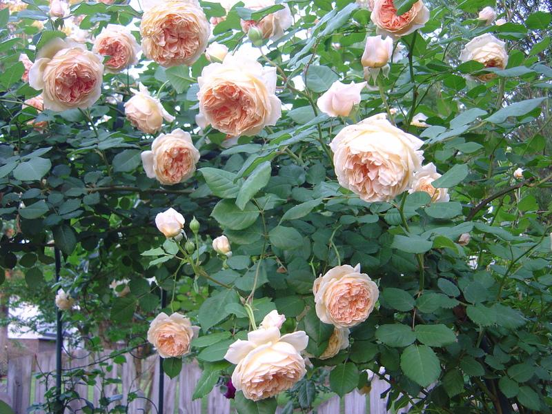 Photo of English Shrub Rose (Rosa 'Crown Princess Margareta') uploaded by bedofroses