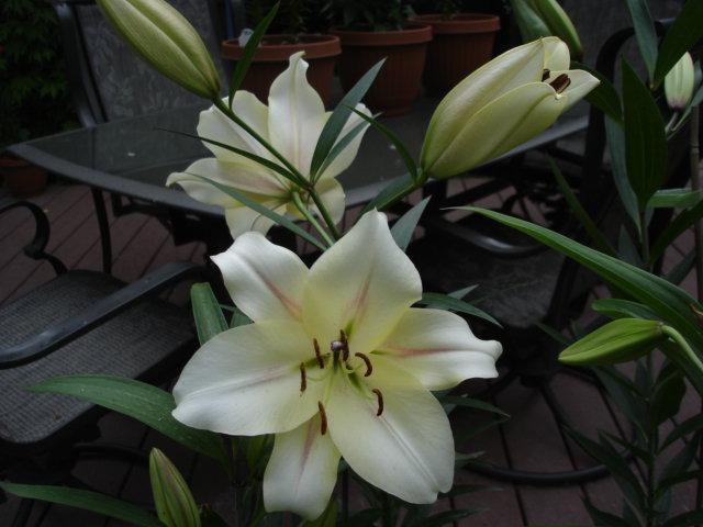 Photo of Lily (Lilium 'Ormea') uploaded by chocolatemoose