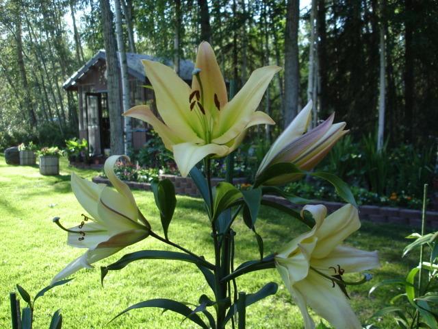 Photo of Lily (Lilium 'Beverly Hills') uploaded by chocolatemoose