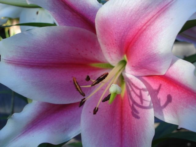 Photo of Lily (Lilium 'Pink Brilliant') uploaded by chocolatemoose